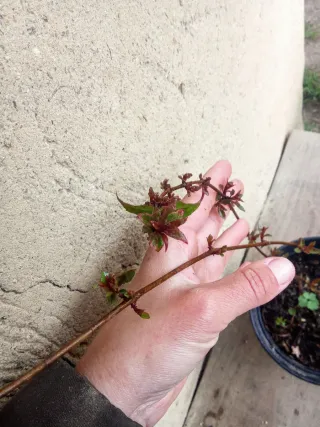 Agotado - Fucsia comestible grande