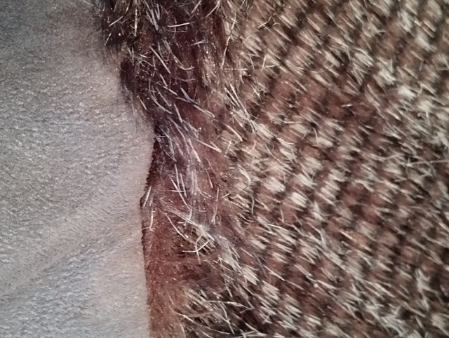 Alfombra pelo(precio final 30€)