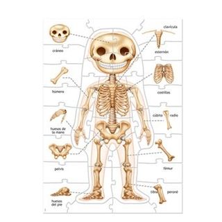Puzzle el cuerpo humano Educa