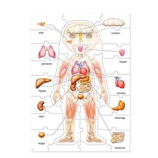 Puzzle el cuerpo humano Educa