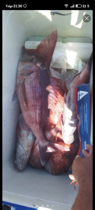 Salidas de pesca en embarcación 