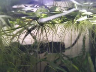 plantas pecera flotantes