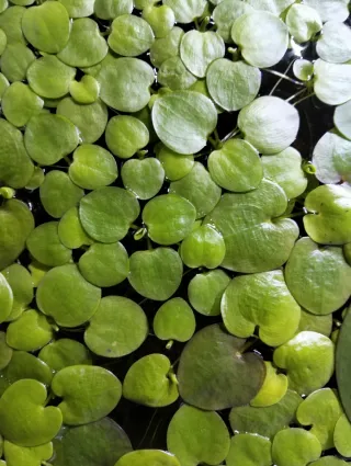 plantas pecera flotantes