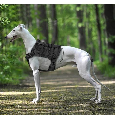Arnés táctico de entrenamiento para perros c