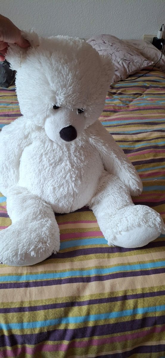 Osito peluche, último precio.