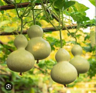 Semillas calabaza del peregrino