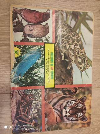 Antiguo album, naturaleza viva