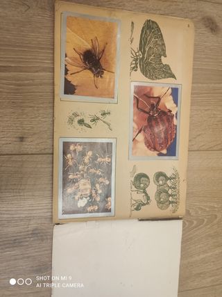 Antiguo album, naturaleza viva