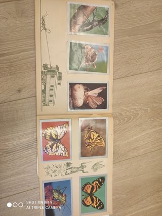 Antiguo album, naturaleza viva