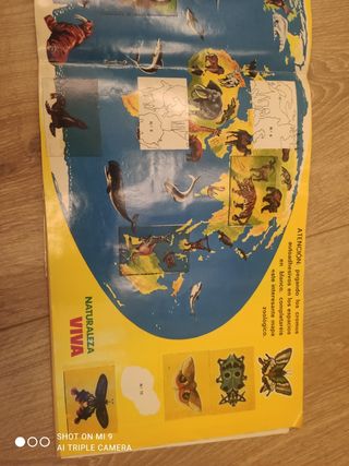 Antiguo album, naturaleza viva