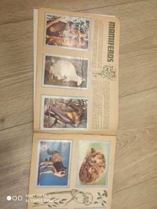 Antiguo album, naturaleza viva