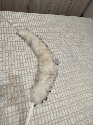 Collo Sandro Ferrone