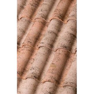 Teja Duna Mistral. Recojer en La Puebla De Castro 