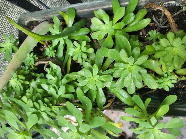 Planta suculenta sedum