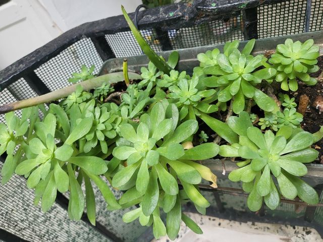Planta suculenta sedum