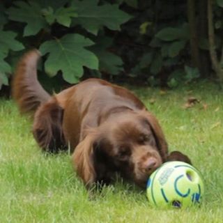 DOGGIES BALL - Juego interactivo de sonido para pe