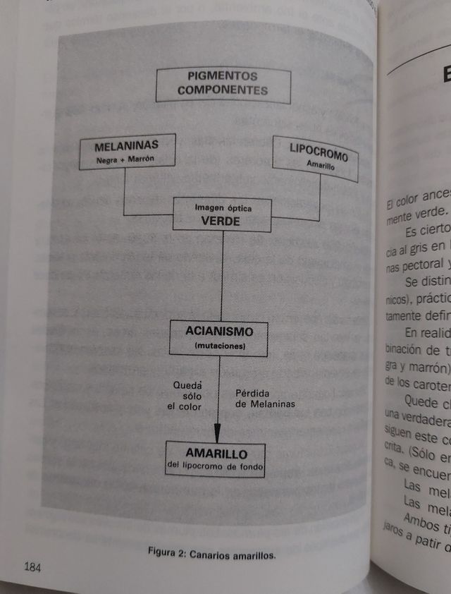 Canaricultura. Del Pino Luengo..