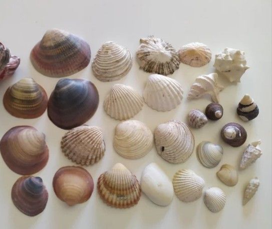 Conchas marinas