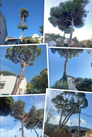 cortar arboles limpieza palmeras parcelas 
