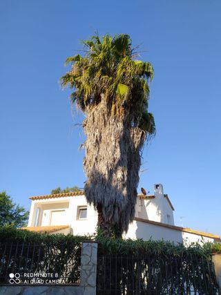 cortar arboles limpieza palmeras parcelas 