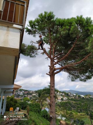 cortar arboles limpieza palmeras parcelas 