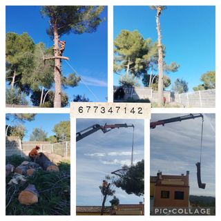 cortar arboles limpieza palmeras parcelas 