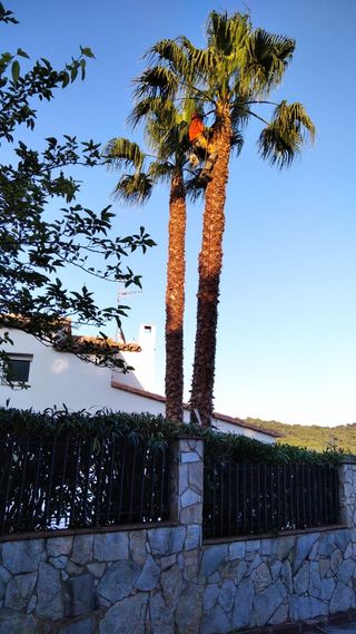 cortar arboles limpieza palmeras parcelas 