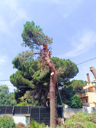 cortar arboles limpieza palmeras parcelas 