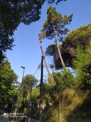 cortar arboles limpieza palmeras parcelas 