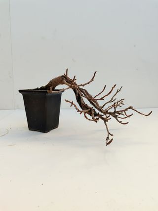 Bonsai Manzano