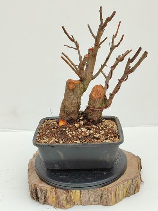 Bonsai Prunus "Ciruelo"