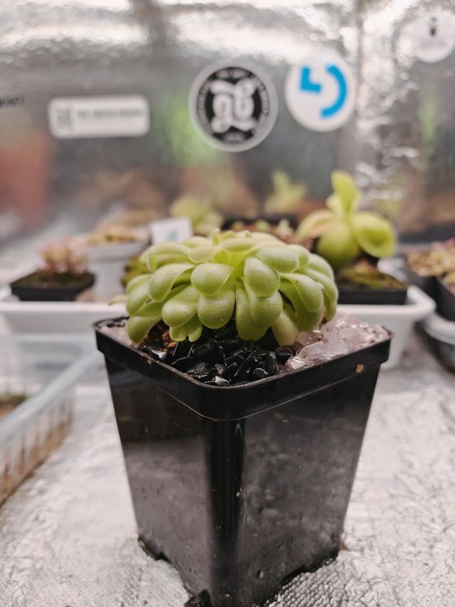 Pinguicula Madre Agnata x Hibrida