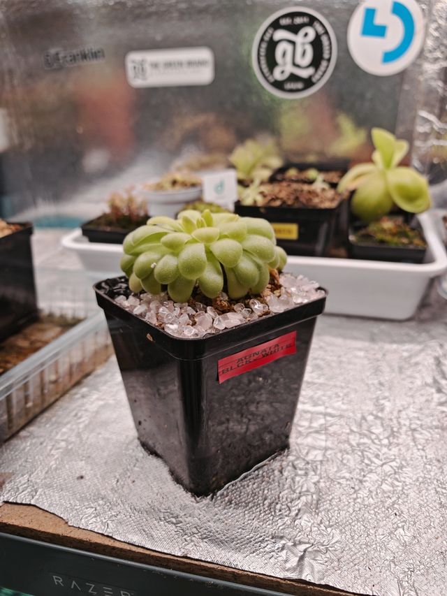 Pinguicula Madre Agnata x Hibrida