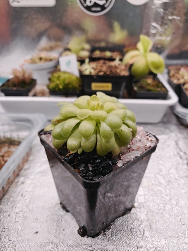 Pinguicula Madre Agnata x Hibrida