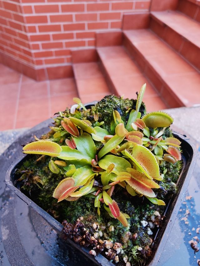 Dionaea "Microdent" Juvenil