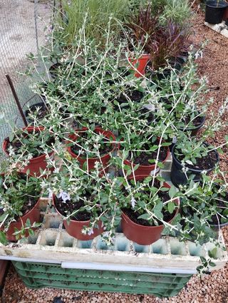 Plantas jardin