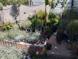 Plantas jardin