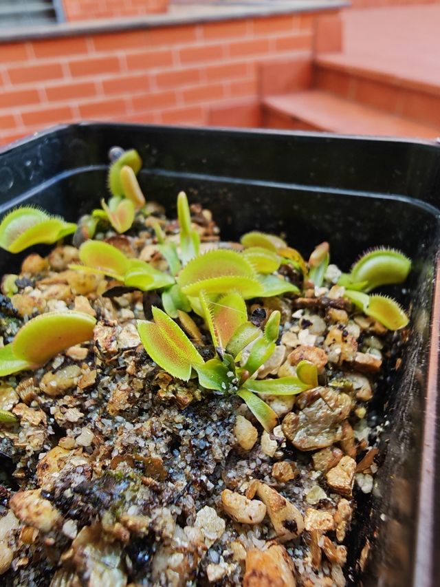 Dionaea "Dentate"