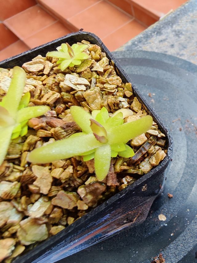 Pinguicula "Gracilis x Moctezumae"
