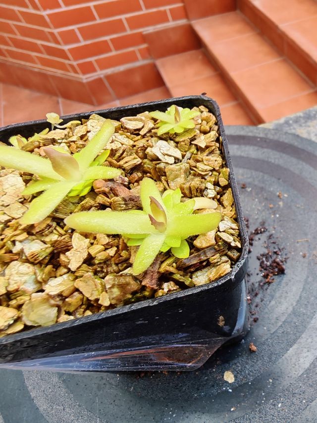 Pinguicula "Gracilis x Moctezumae"