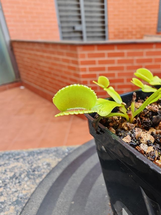 Dionaea "Adentate"