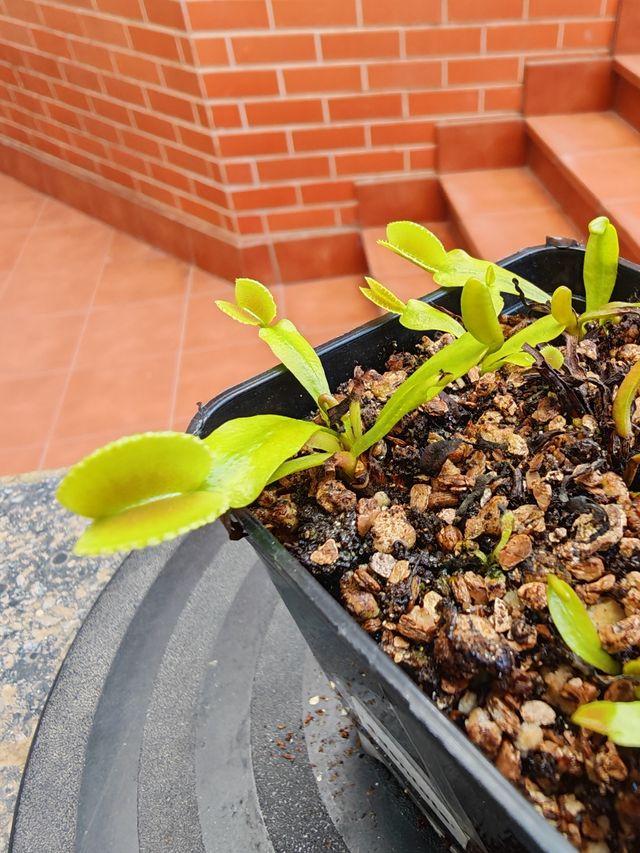 Dionaea "Adentate"