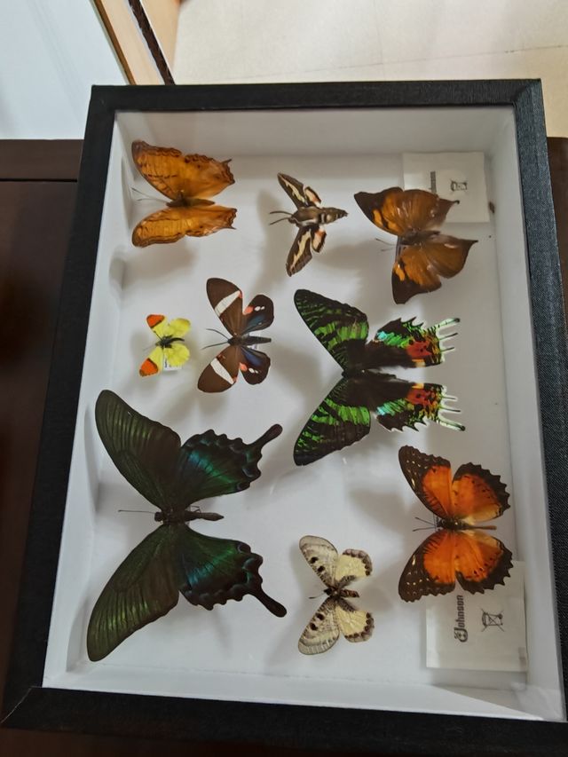 Cuadro de Mariposas Espectacular 