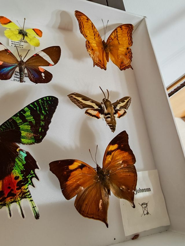 Cuadro de Mariposas Espectacular 
