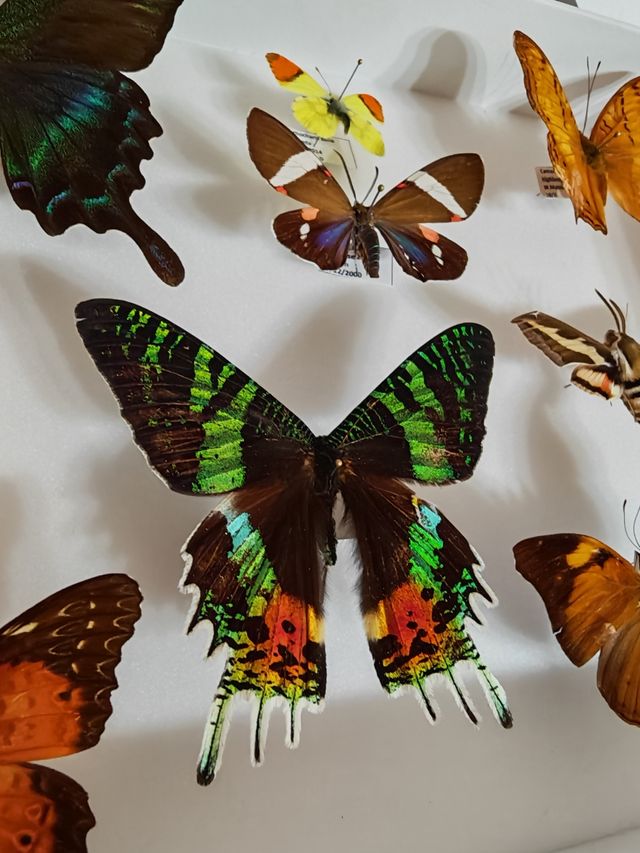 Cuadro de Mariposas Espectacular 