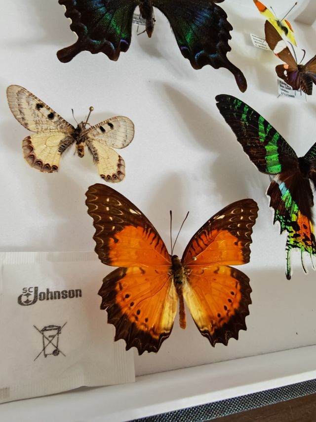 Cuadro de Mariposas Espectacular 