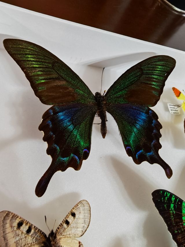 Cuadro de Mariposas Espectacular 
