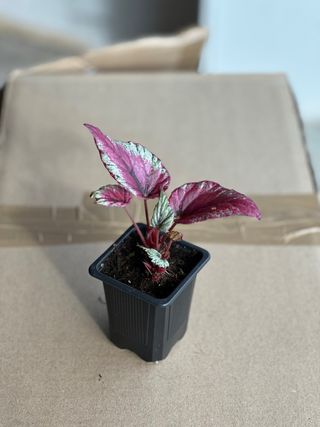 Planta 5