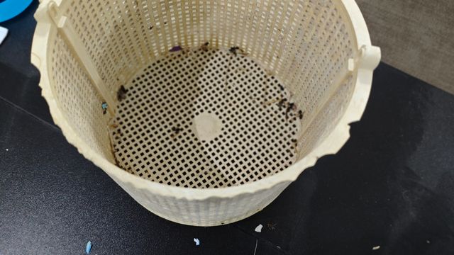 Cesto skimmer Hayward SP1082