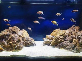 Acquario Jewel 350l con supporto 